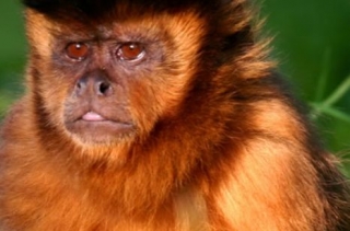  Animais em semi -liberdade 